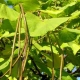 CATALPA KATALPA Surmia odporna mróz - sadzonki 60 / 80 cm